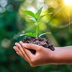 Hands holding a growing plant.