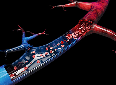 illustration of venous system