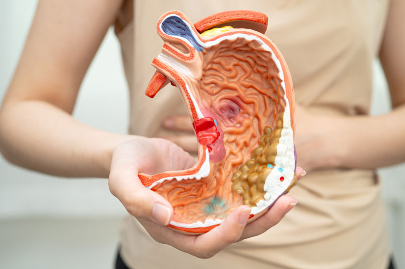 Woman holding anatomy model 
